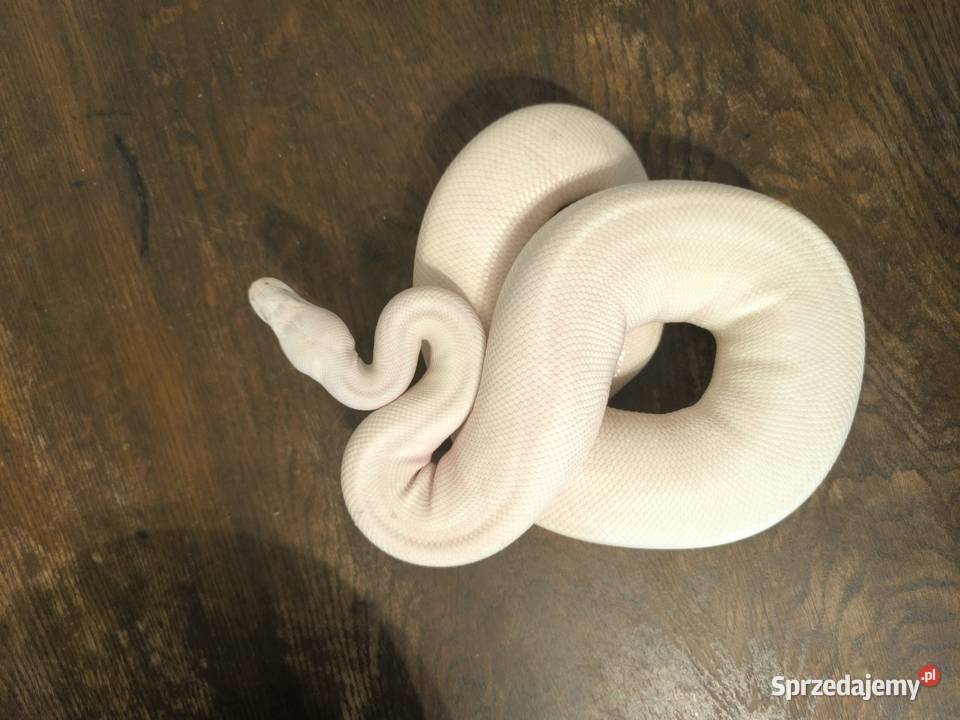 Pytam królewski samica pied Kiełcz