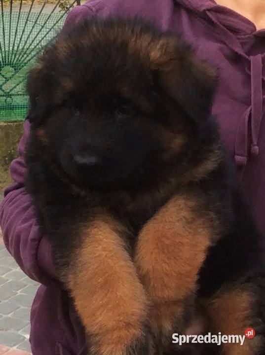 Owczarek niemiecki długowłosy potężnej budowy Owczarek świętokrzyskie Klimontów