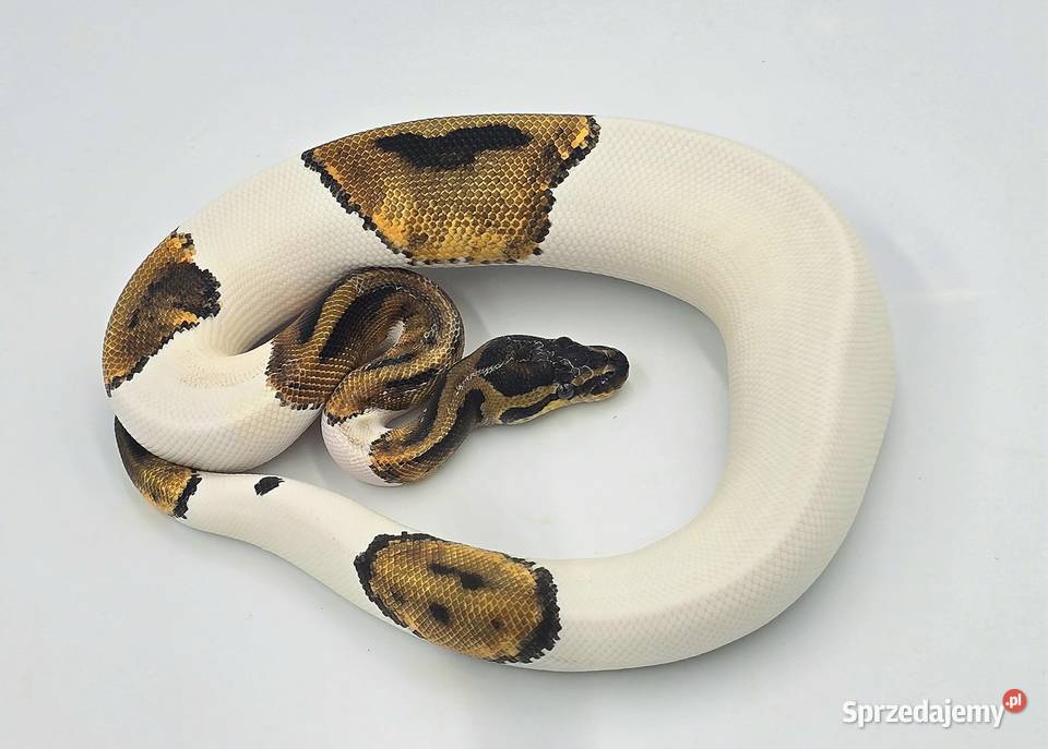 Pyton Królewski Piebald 02