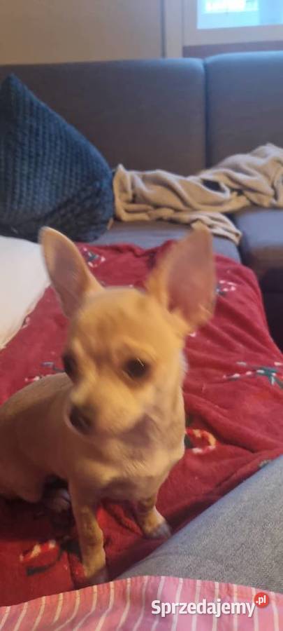 Chihuahua piękna dziewczynka Szczecin