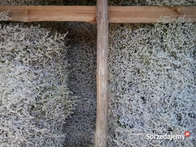 Zatrwian Tatarski Statycja KWIATY Chmielew