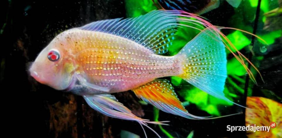 Kopik Heckela ALBINOS Acarichthys Kropik Gdańsk sprzedam