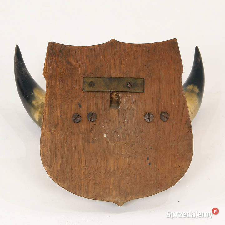 Rogi bawole mazowieckie Radom sprzedam