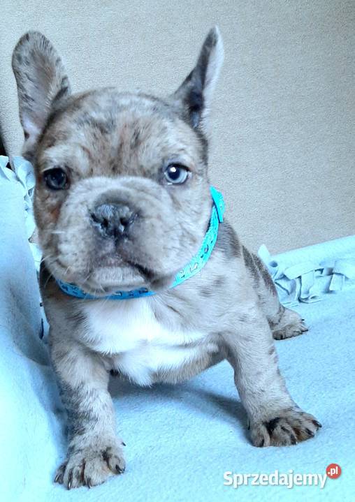 Buldogi francuskie szczenieta Pabianice