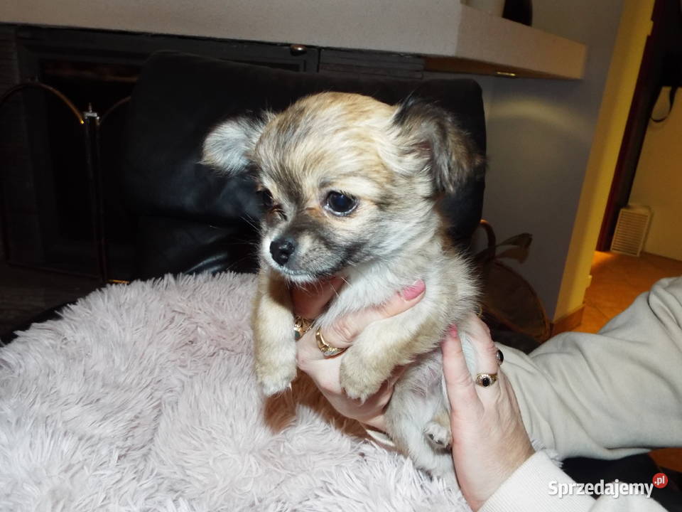 Chihuahua długowłosy piesek ZKwPFCI Wrocław