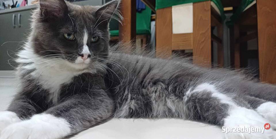 Maine Coon kocurki Rodowód fpl małopolskie Olkusz