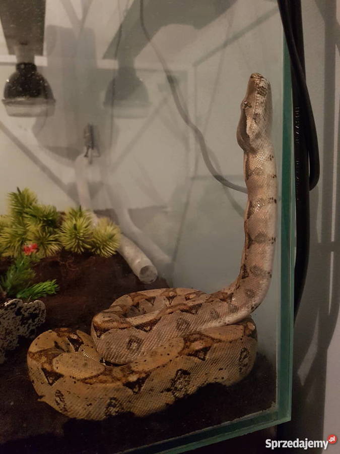 boa constrictor Wodzisław Śląski sprzedam
