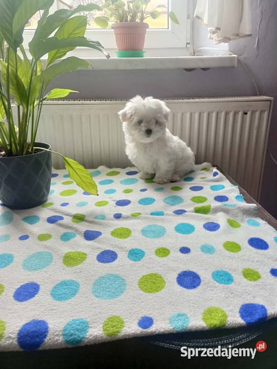 Maltańczyk Maltańczyki śliczny piesek Rzeszów