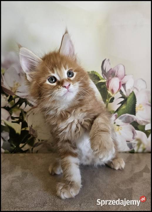 Kocurek Maine Coon Noyan Kraków