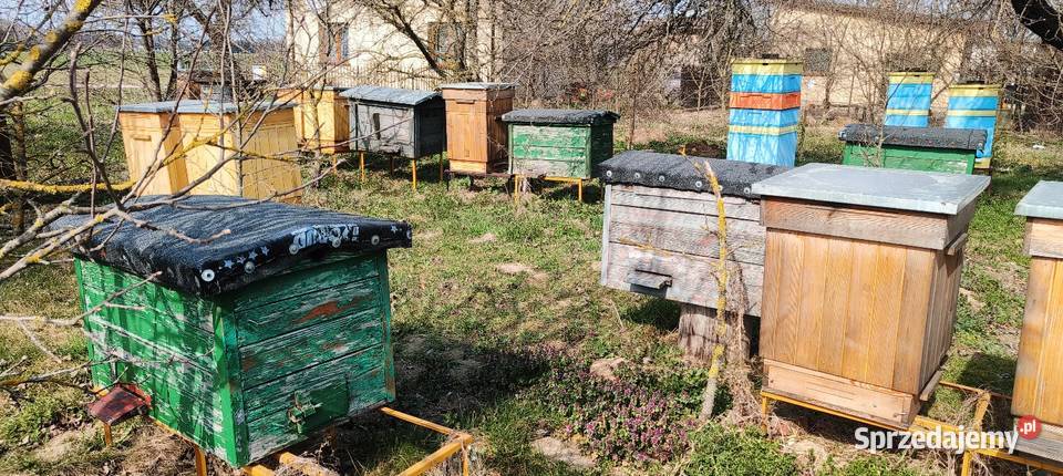 Sprzedam ule Warszawskie poszerzane Wymysły