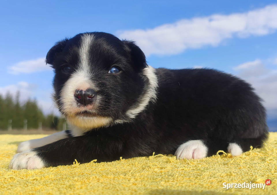 Piękny pies Border Collie rasowy szczeniak z Iwonicz