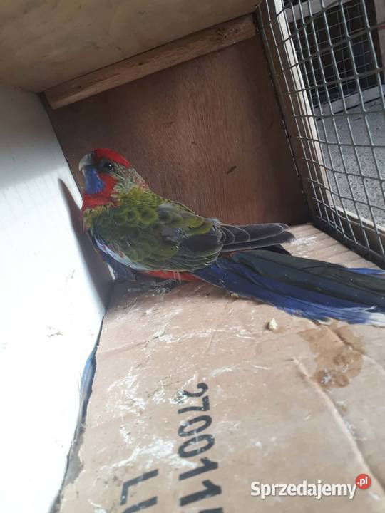 Rozelle królewskie Skała