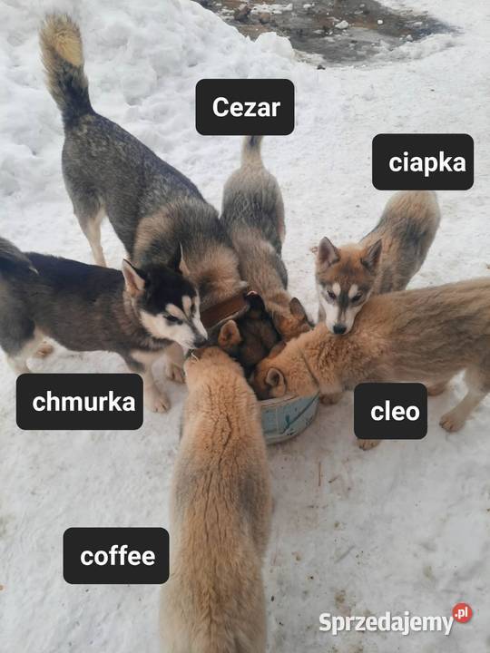 Suczka Syberian husky pomorskie Reda