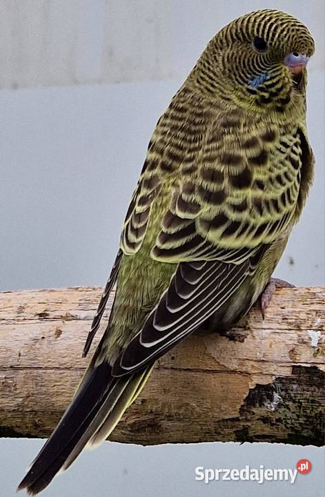 papużka falista blackface łatwo się oswaja może sprzedam