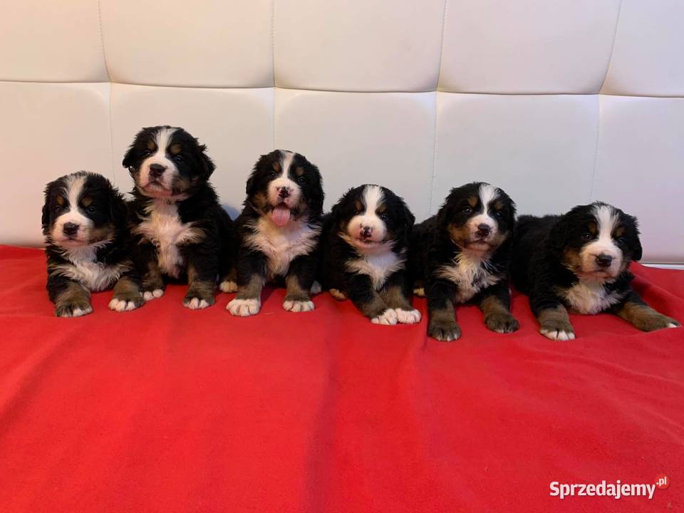 Berneński Pies Pasterski woj mazowieckie Berneński Pies Pasterski Ciechanów sprzedam