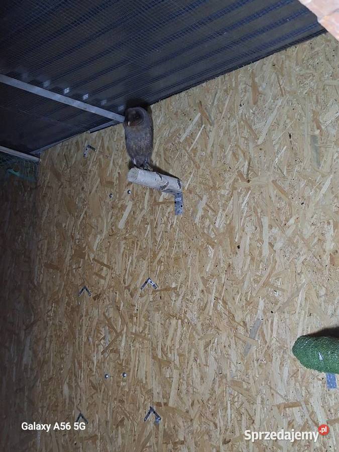 Sowy para lęgowa Andrychów
