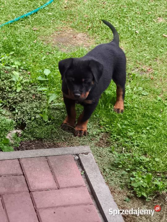 Rottweiler Szczenięta z Rodowodem Rottweiler mazowieckie Iłża