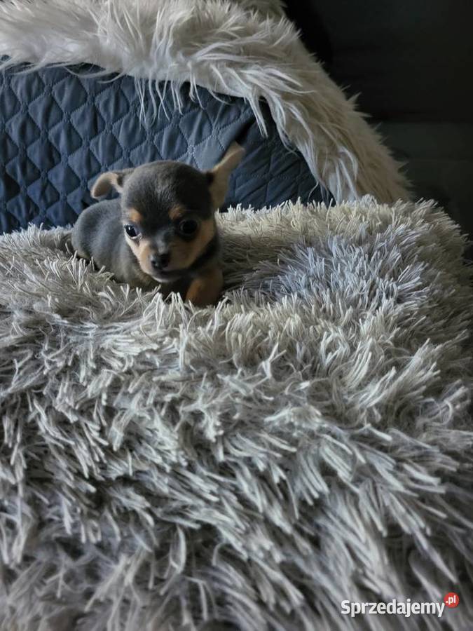chihuahua Grudziądz
