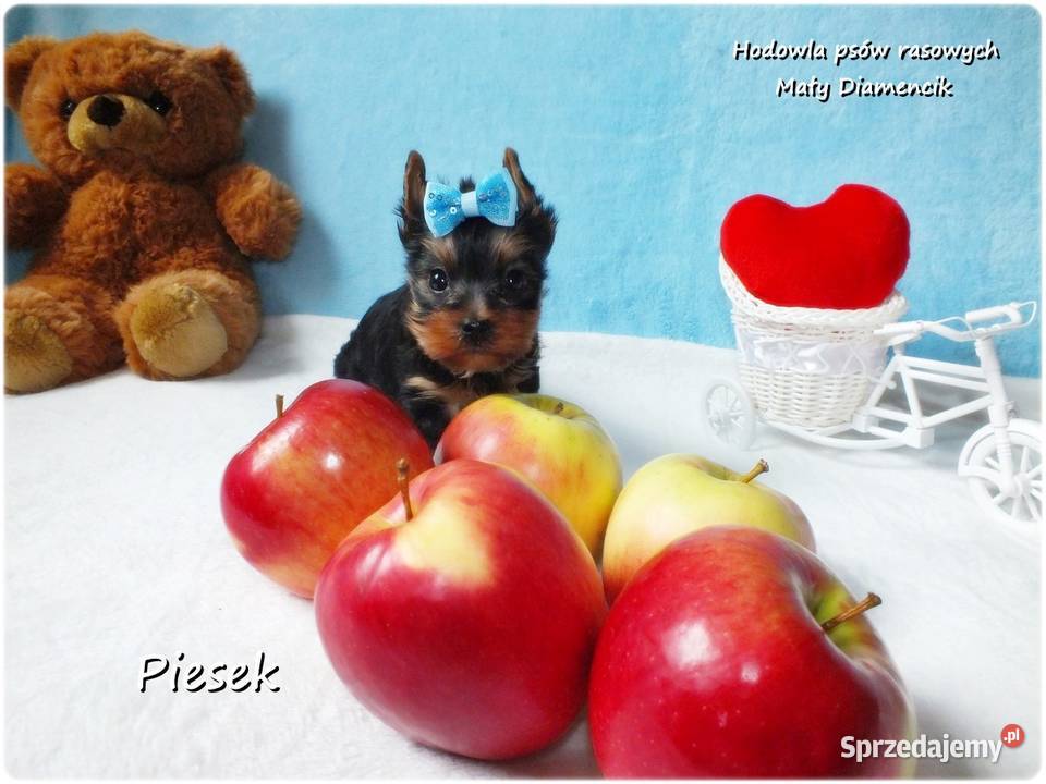 Maleńki piesek York Yorkshire Terrier z Żary