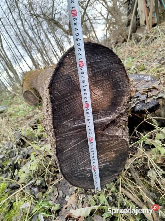 Sprzedam Drzewo Jesion Lubaczów