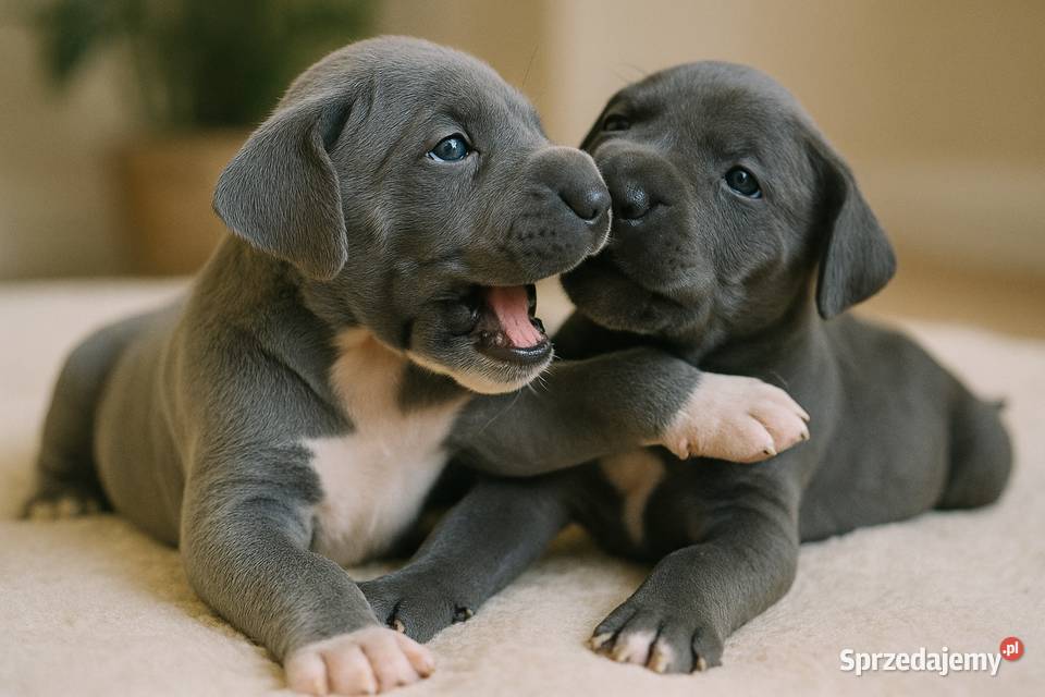 dog niemiecki szczenięta Pozostałe Dąbrowa Górnicza