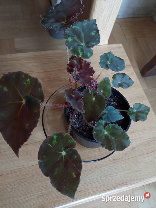 Argenteo guttata angel wings podlaskie