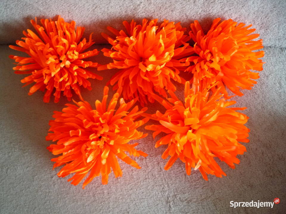 Duża 17 Astry Główka różowa żółta fioletowa Szczecin sprzedam