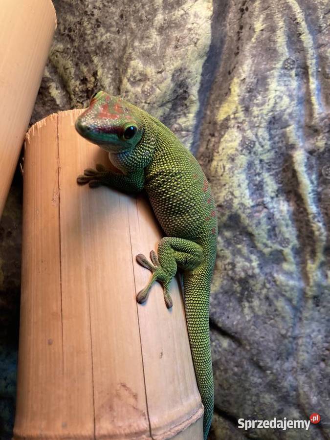 Felsuma Madagaskarska Podkowa Leśna sprzedam