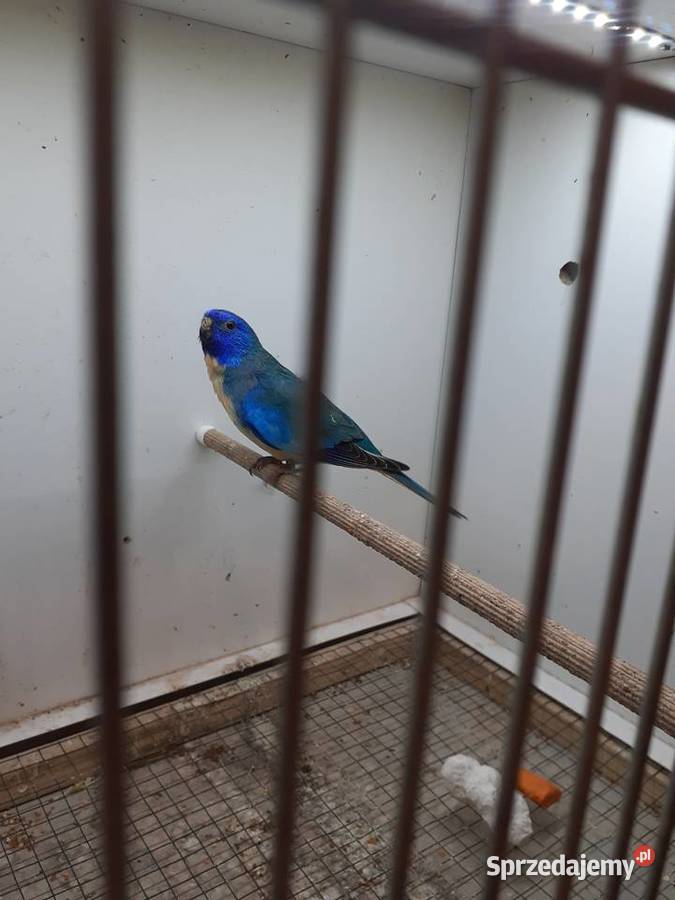 Łąkówki wspaniałe I lilianki wielkopolskie Kalisz