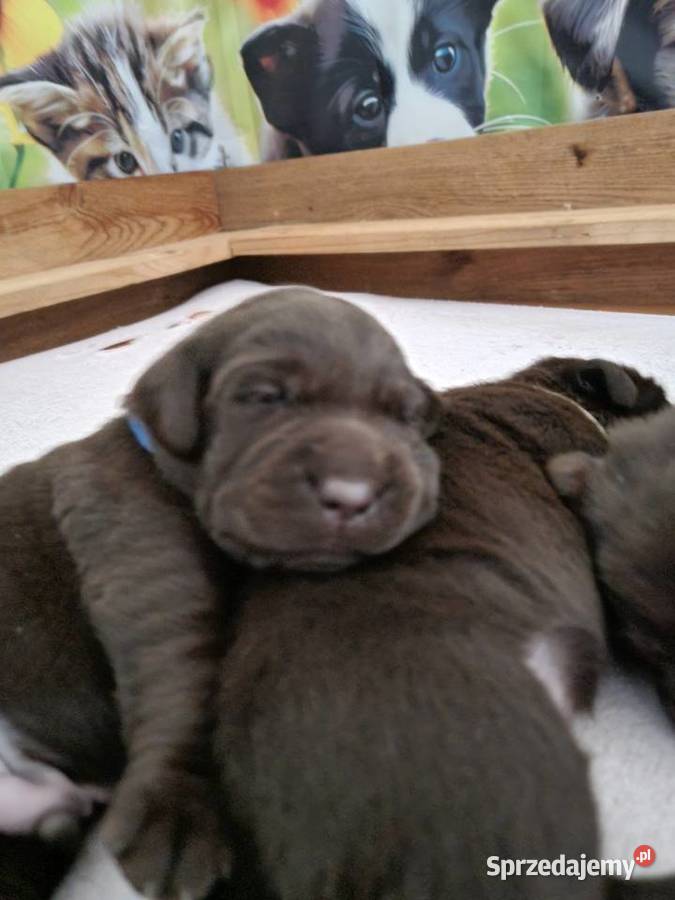 Szczęnieta Labrador Retriever FCI ZkwP oWrocław Gaj Oławski