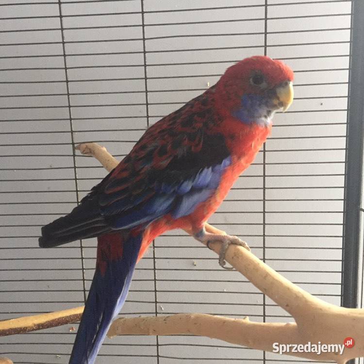 Papuga Rozella Królewska samica z 2017 śląskie Bielsko-Biała