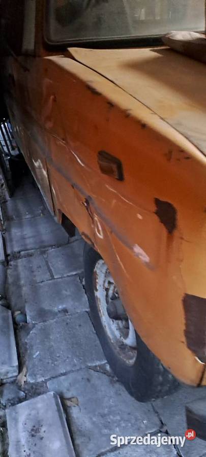 Tarpan blotniki Mińsk Mazowiecki