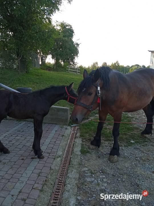 Klacz skarogniada 4 letnia z 4 miesięcznym Konie Ropczyce