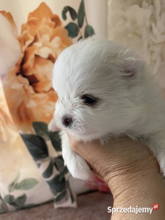 SZPIC MINIATUROWY POMERANIAN BIAŁA SUNIA sprzedam