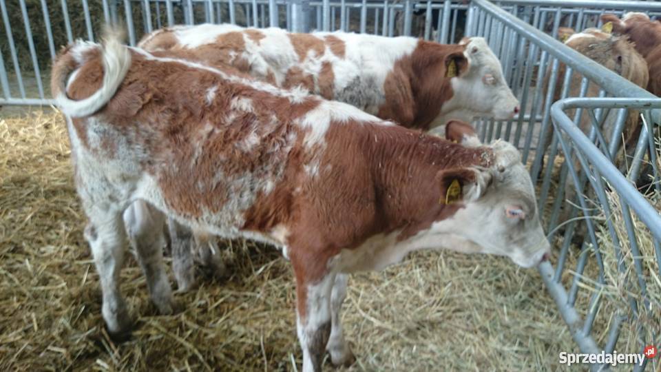 Byczki simental 100 Pozostałe Złotniki Kujawskie