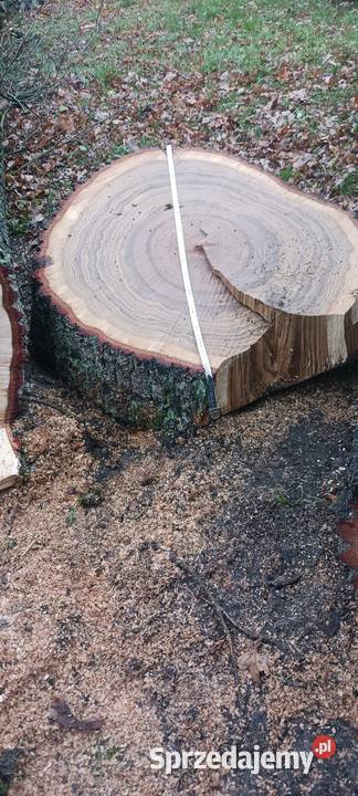 Krążki z drewna dębu Pozostałe łódzkie Siemkowice