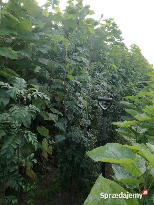 sosna klon wierzba grab jarzębina brzoza katalpa Puławy