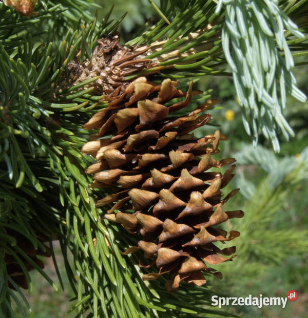 ŚWIERK ENGELMANNA Picea engelmannii NASIONA kujawsko-pomorskie Lubanie