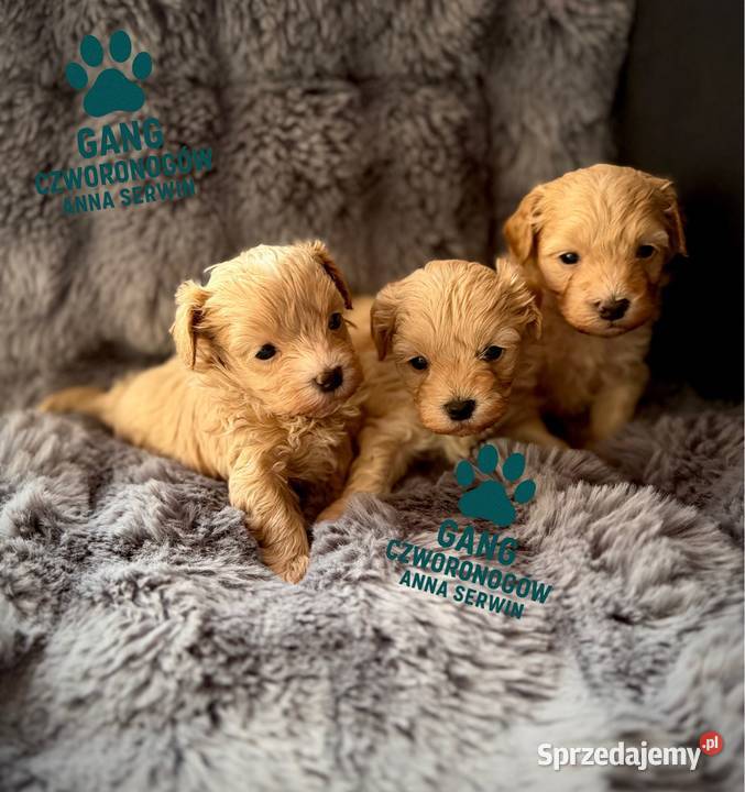 Maltipoo śliczny chłopiec Maltańczyk małopolskie
