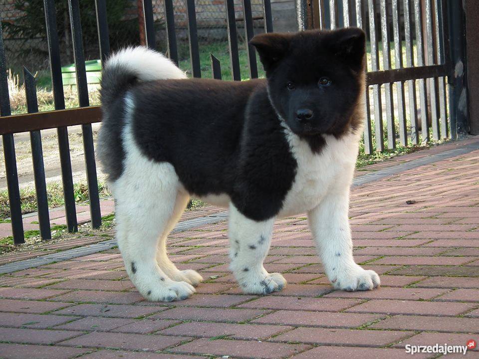 akita amerykańska Płońsk