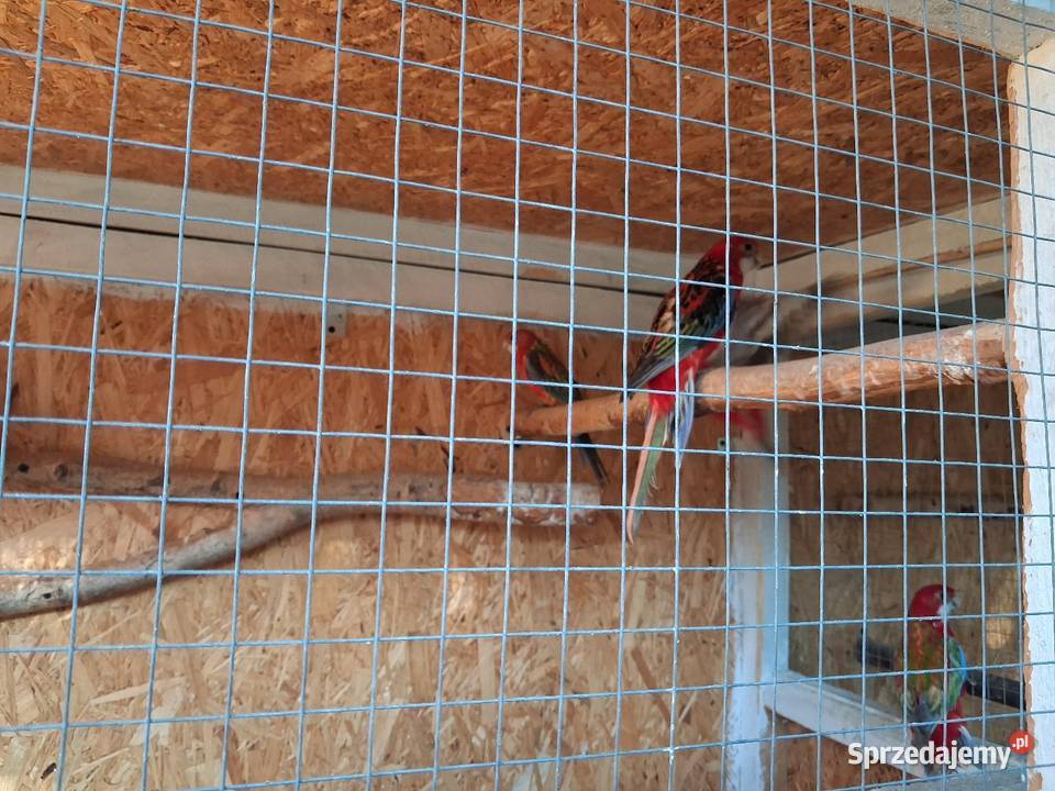 Młode papugi rozelle lubelskie