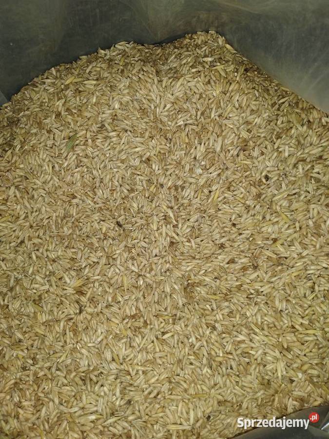 Owies dolnośląskie Miękinia sprzedam