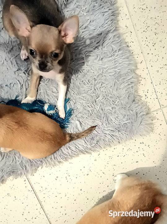 Chihuahua Maleńka Blue Dziewczynka z Rodowodem Chihuahua Zgierz