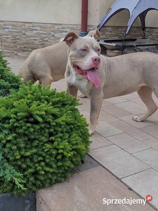 American bully Abkc piękne szczenięta