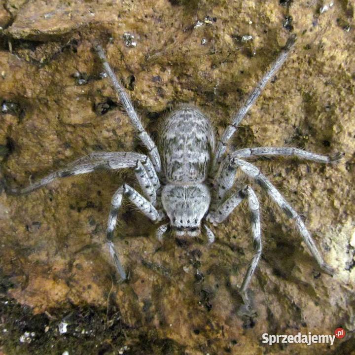 Pająk Holconia murrayensis L2 Tarnów