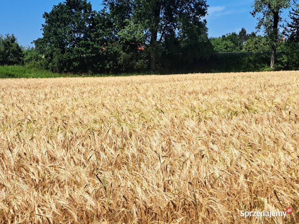 Jęczmień 2025 Bochnia sprzedam