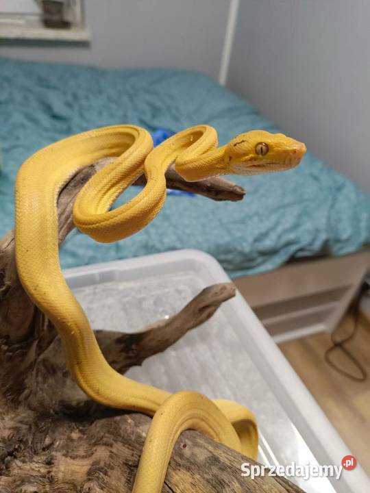 Boa Leśny samica Myszków