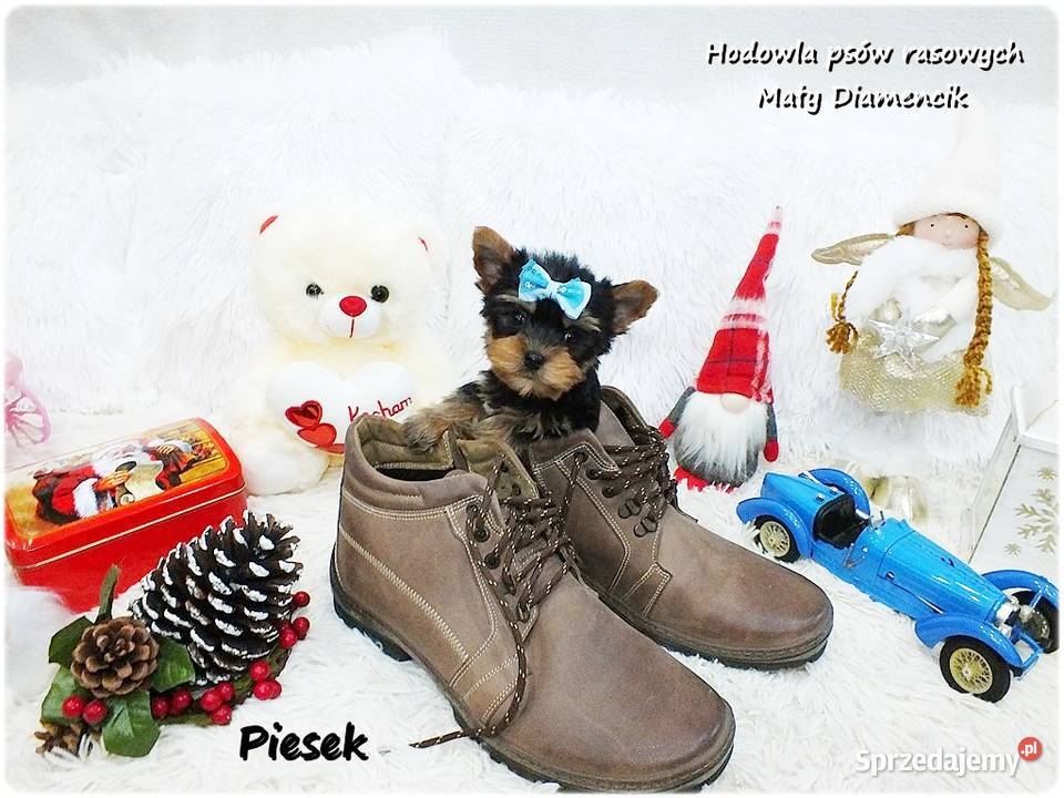 Mini XS Malutki Piesek Yorkshire Terrier Do Żary