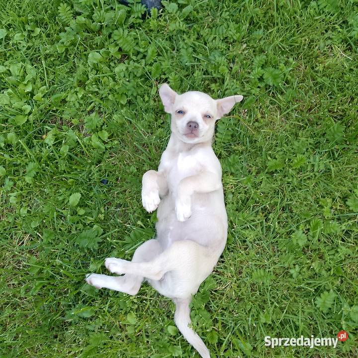 Chihuahua dziewczynka Psy