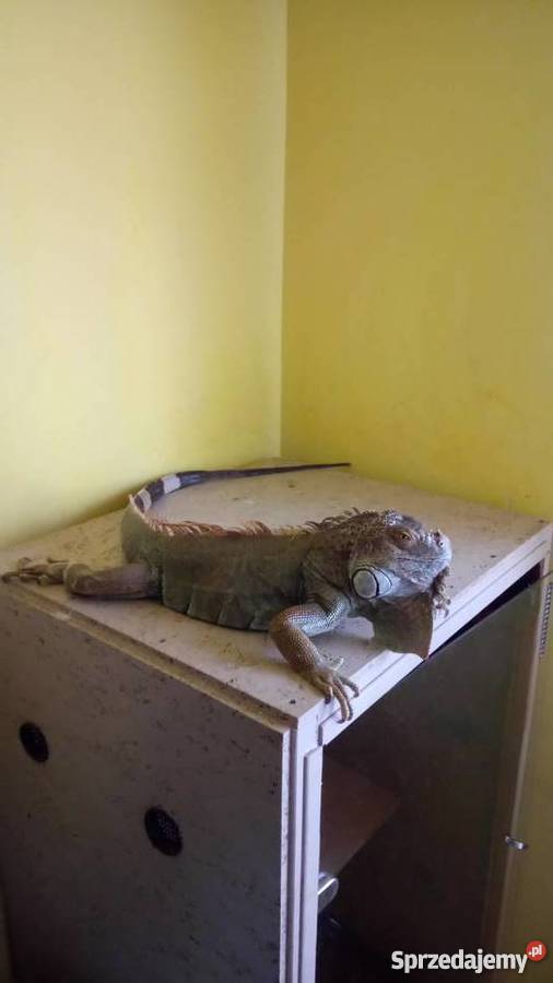 Oddam w ręce legwana zielonego Szydłowiec